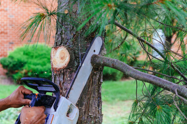 Best Emergency Tree Service  in Las Vegas, NM